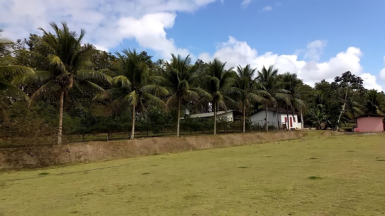 Produtor eleva em até 50% produção de coco com sistema de irrigação que funciona há quase 30 anos