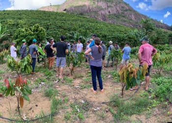 Secretaria de Agricultura incentiva cultivo do cacau para geração de novos negócios em São Rafael