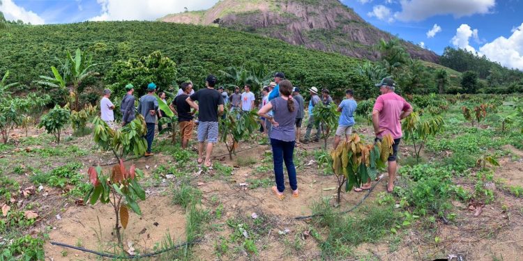 Secretaria de Agricultura incentiva cultivo do cacau para geração de novos negócios em São Rafael