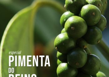 ARTIGO: A evolução da pimenta-do-reino e seu papel na cadeia produtiva capixaba