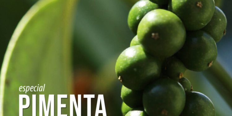 ARTIGO: A evolução da pimenta-do-reino e seu papel na cadeia produtiva capixaba