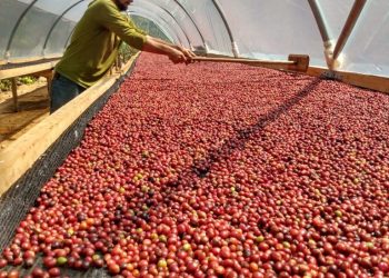 Concurso de Qualidade do Café Conilon de Linhares está com inscrições abertas