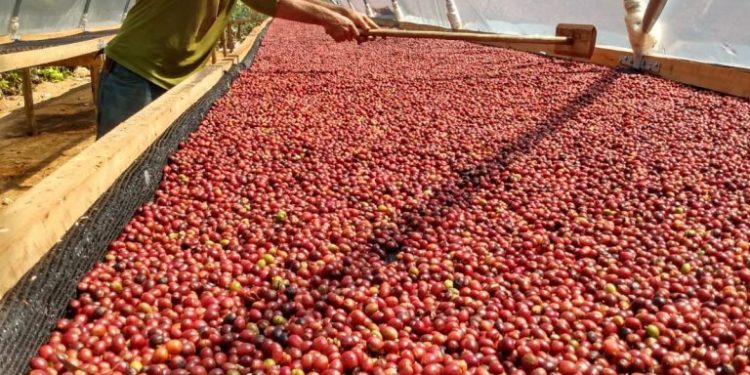 Concurso de Qualidade do Café Conilon de Linhares está com inscrições abertas