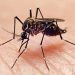 Criança de 6 anos morre por dengue hemorrágica em Sooretama