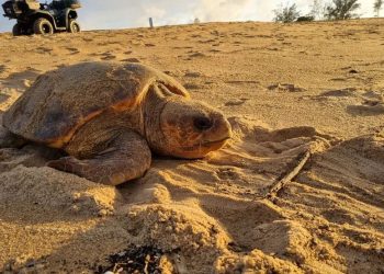 Número de ninhos de tartarugas aumenta em mais de 30% no ES