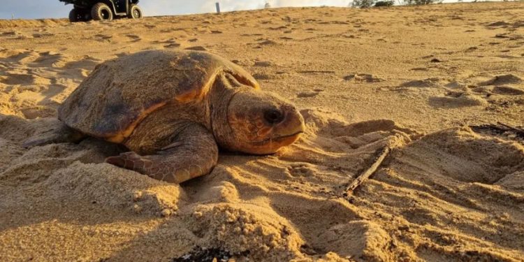 Número de ninhos de tartarugas aumenta em mais de 30% no ES