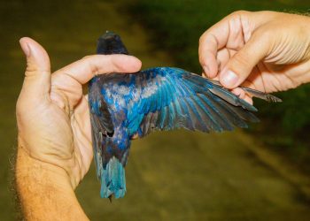 Pesquisadores internacionais visitam Linhares para monitorar andorinhas-azuis