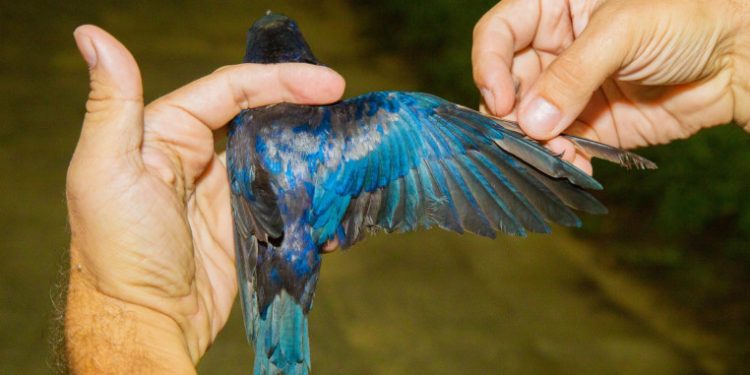 Pesquisadores internacionais visitam Linhares para monitorar andorinhas-azuis