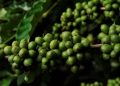 Produção mundial de café está estimada em 176,2 milhões de sacas 60kg para este ano-cafeeiro 2024