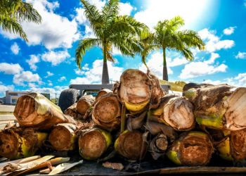 Linhares tem três locais autorizados para venda de palmito