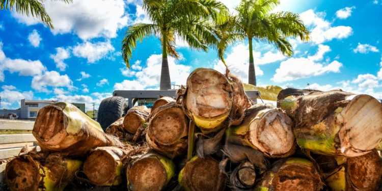 Linhares tem três locais autorizados para venda de palmito