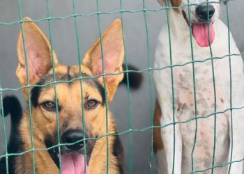 Canil da secretaria municipal de Meio Ambiente disponibiliza mais de 20 animais para adoção e reforça campanha de cuidado responsável