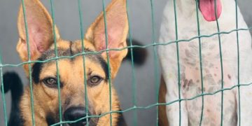 Canil da secretaria municipal de Meio Ambiente disponibiliza mais de 20 animais para adoção e reforça campanha de cuidado responsável