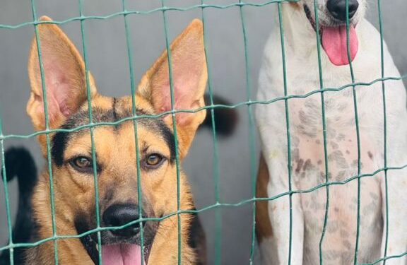 Canil da secretaria municipal de Meio Ambiente disponibiliza mais de 20 animais para adoção e reforça campanha de cuidado responsável