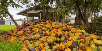 Linhares lança 10º Concurso de Qualidade de Amêndoas de Cacau e destaca protagonismo dos produtores capixabas