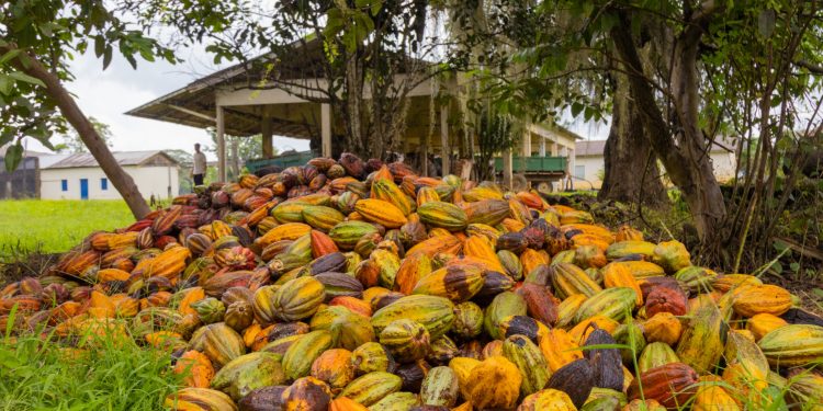 Linhares lança 10º Concurso de Qualidade de Amêndoas de Cacau e destaca protagonismo dos produtores capixabas